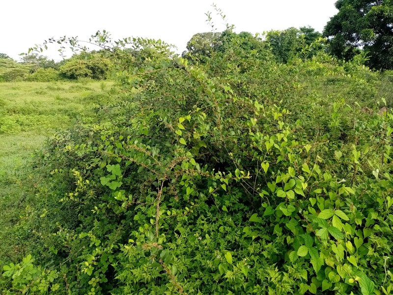 Xylosma benthamii photo 3