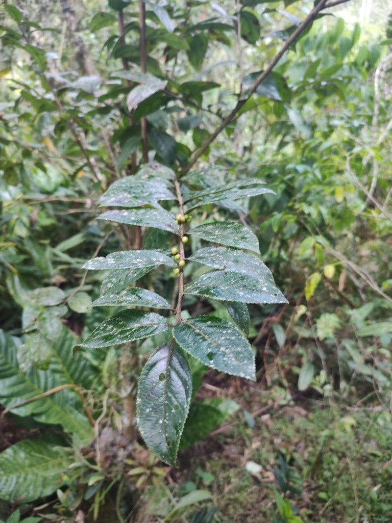 Xylosma benthamii photo 4