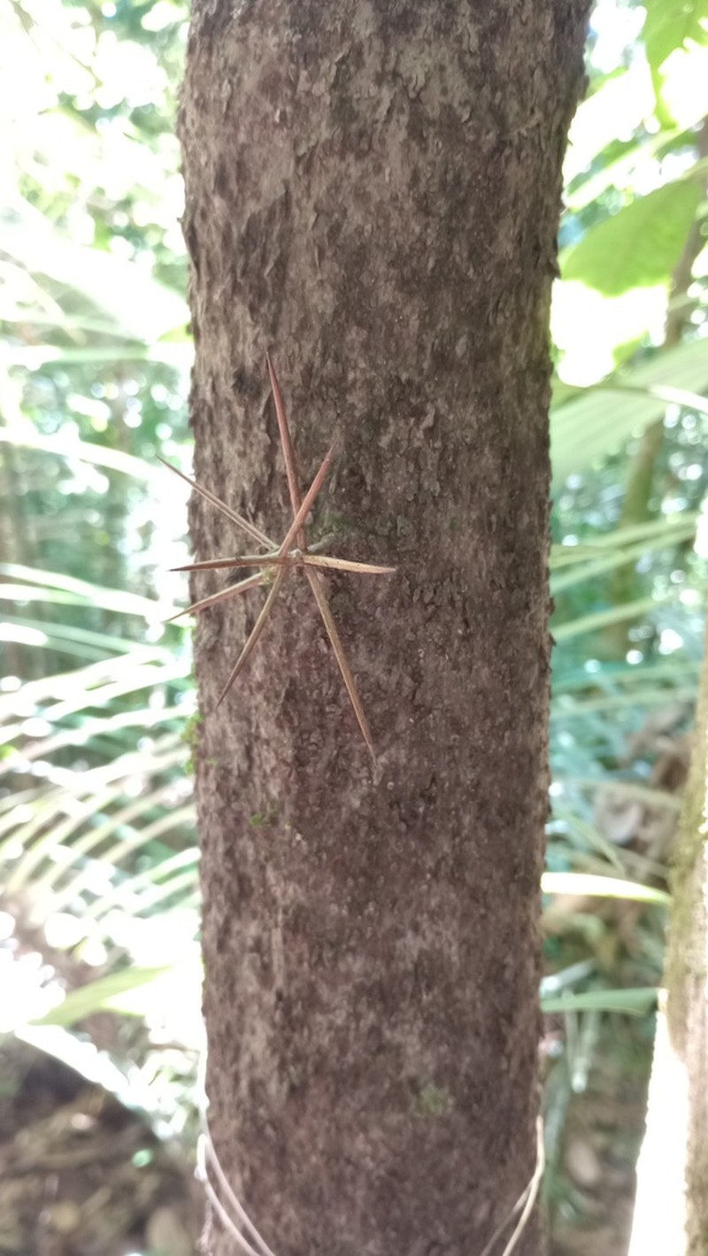 Xylosma benthamii photo 5
