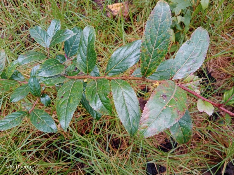Xylosma benthamii photo 7