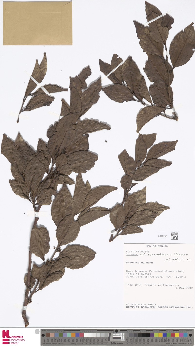 Xylosma bernardiana