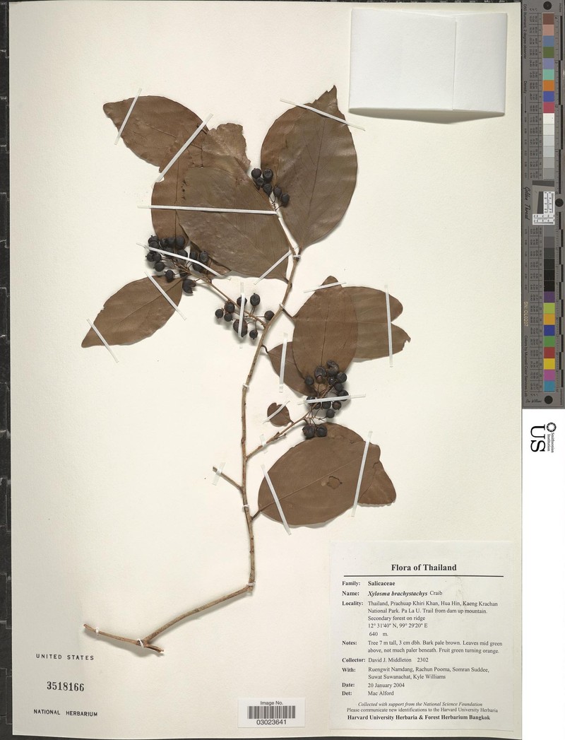 Xylosma brachystachys