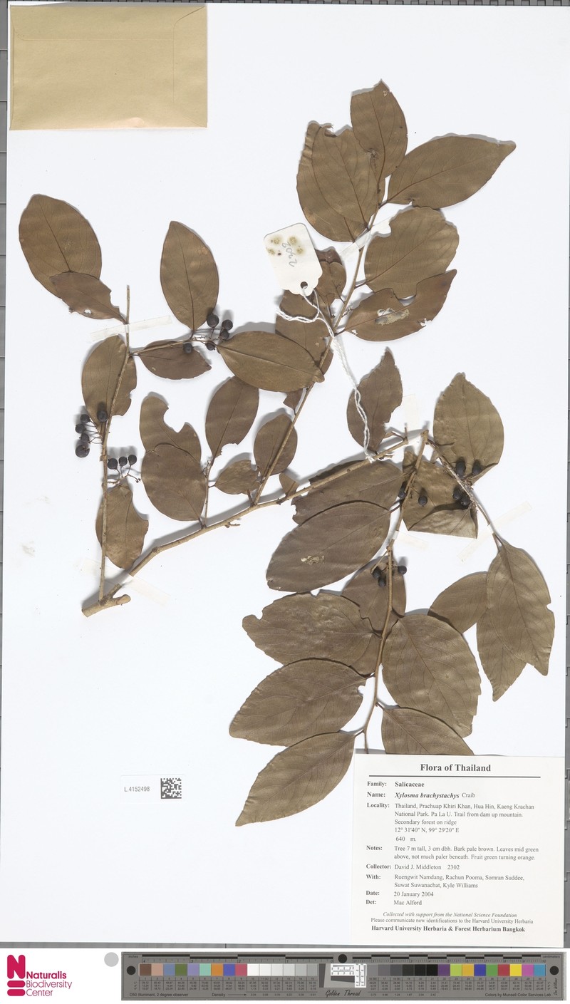 Xylosma brachystachys photo 2