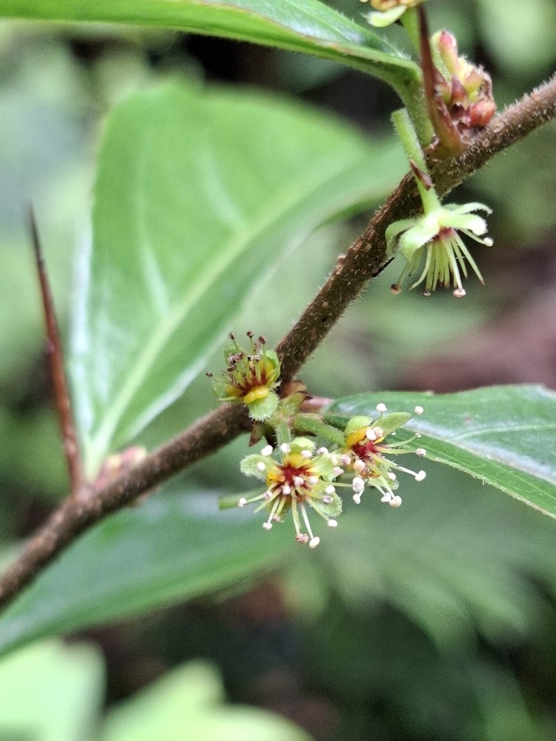 Xylosma characantha photo 2