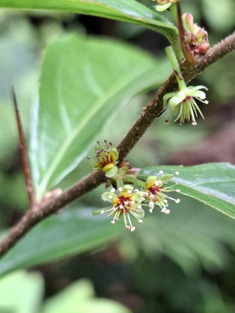Xylosma characantha photo 3