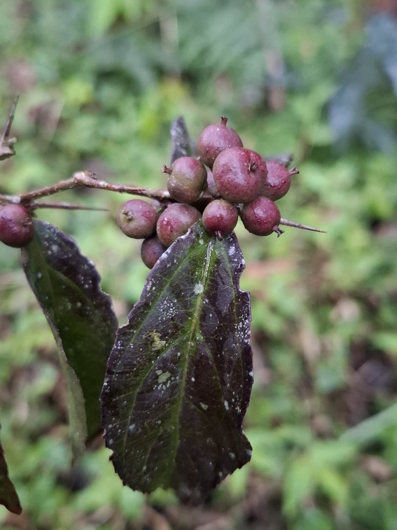 Xylosma characantha photo 4
