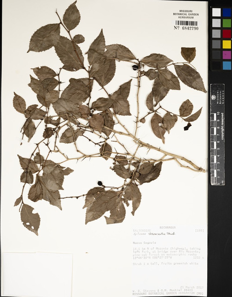 Xylosma characantha photo 5