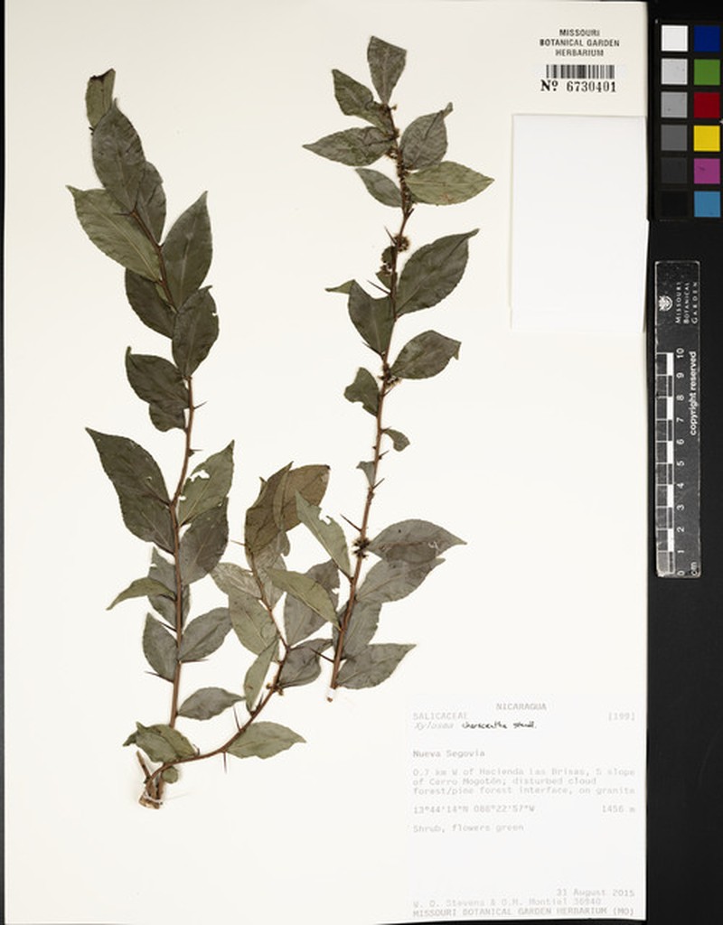 Xylosma characantha photo 6