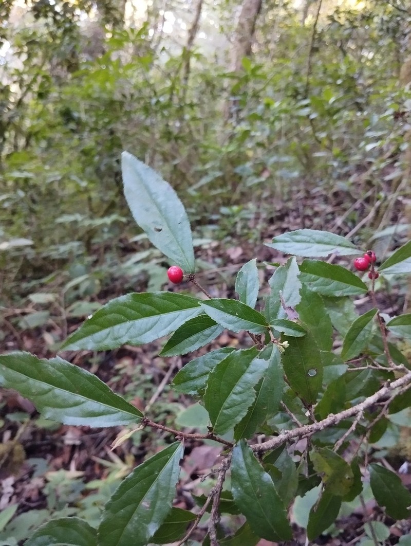 Xylosma chiapensis