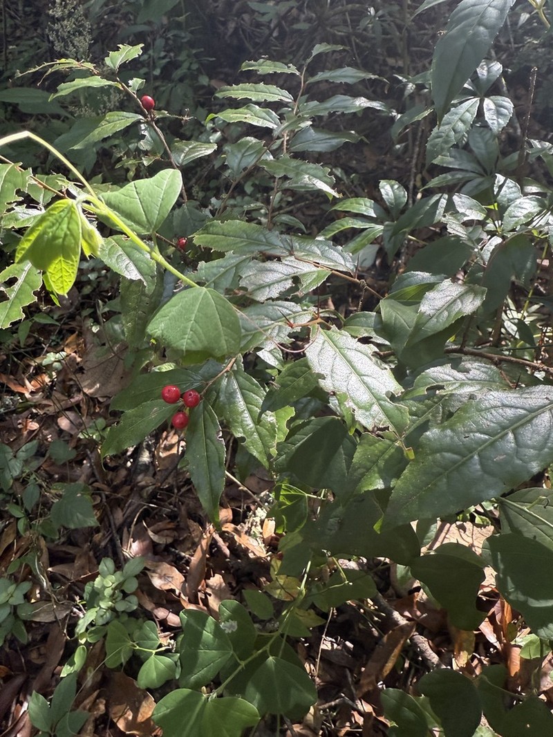 Xylosma chiapensis photo 2