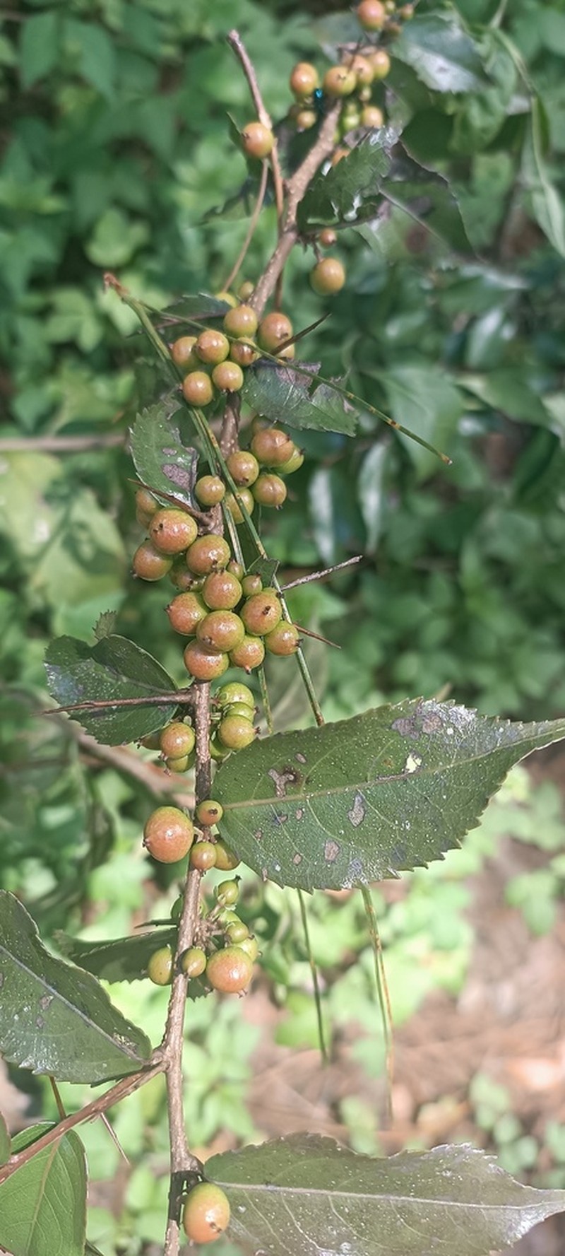 Xylosma chiapensis photo 3