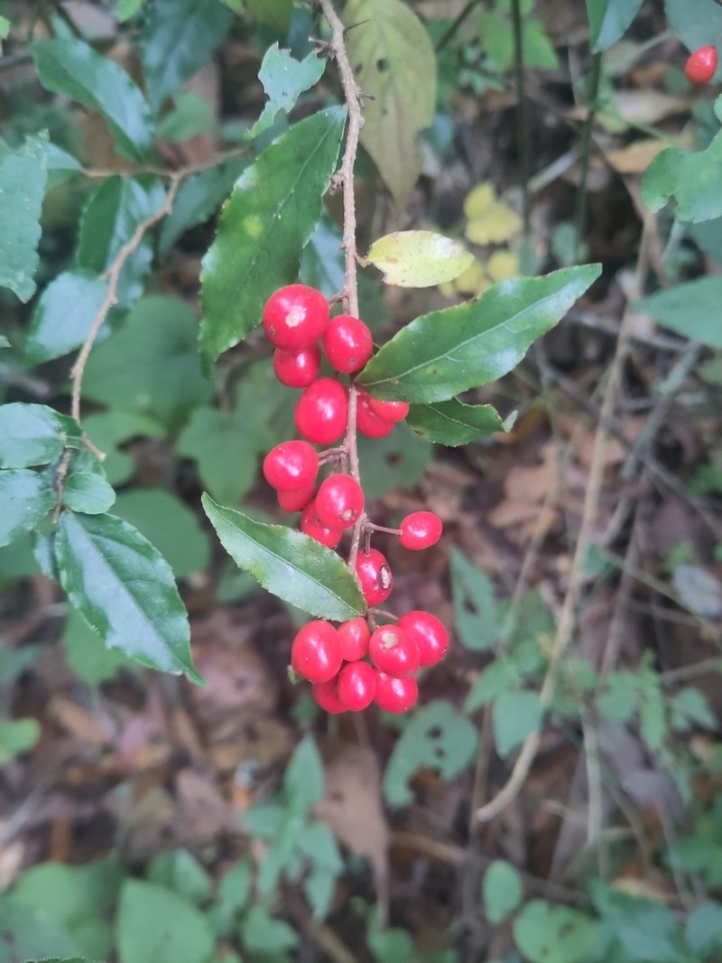 Xylosma chiapensis photo 4