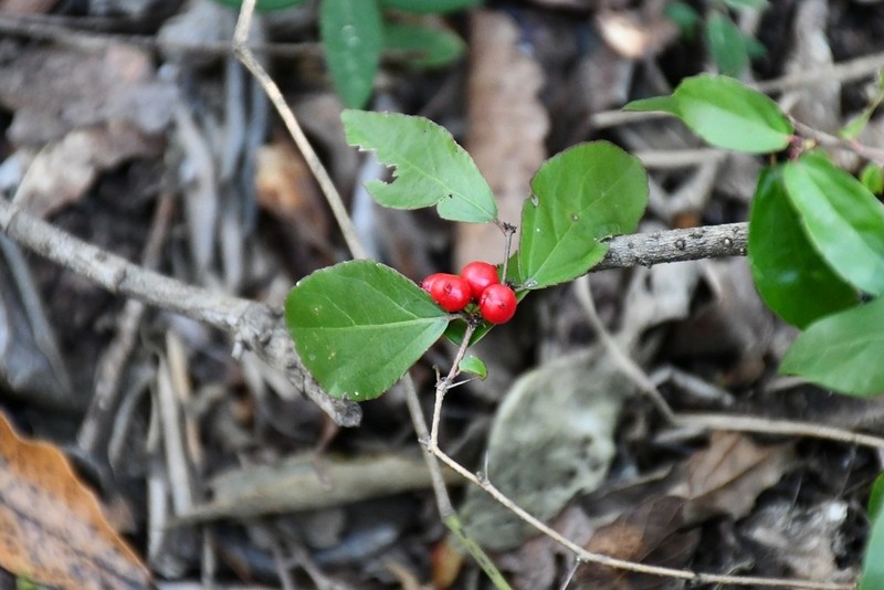 Xylosma chiapensis photo 5