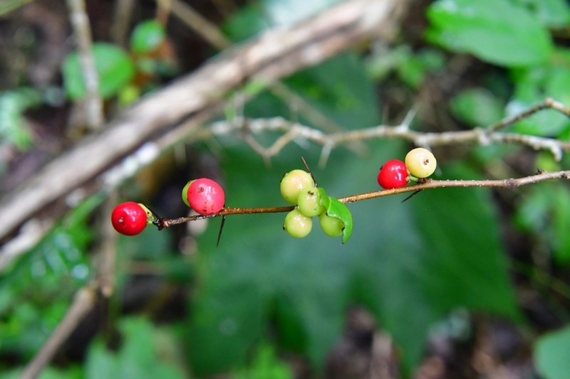 Xylosma chiapensis photo 6