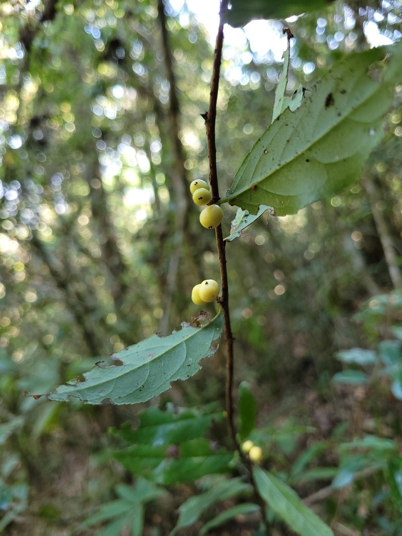 Xylosma chiapensis photo 7