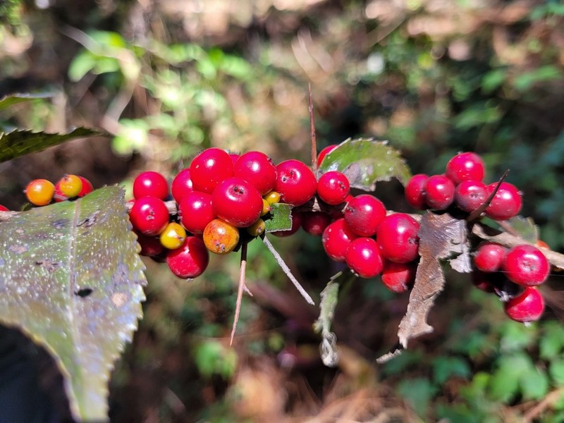 Xylosma chiapensis photo 8