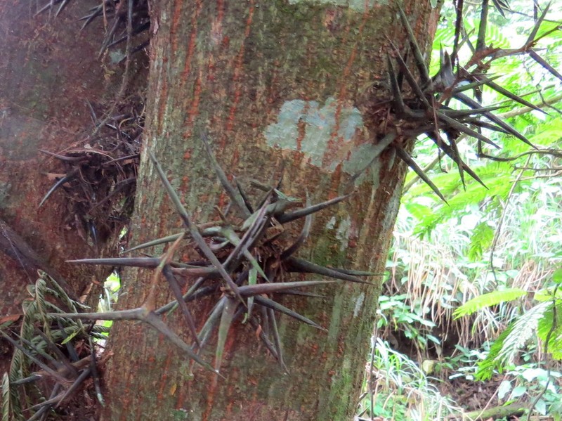 Xylosma chlorantha