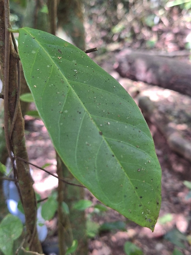 Xylosma chlorantha photo 2