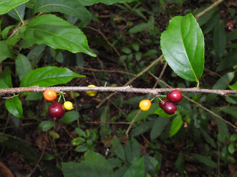 Xylosma chlorantha photo 3