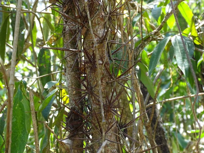 Xylosma chlorantha photo 7