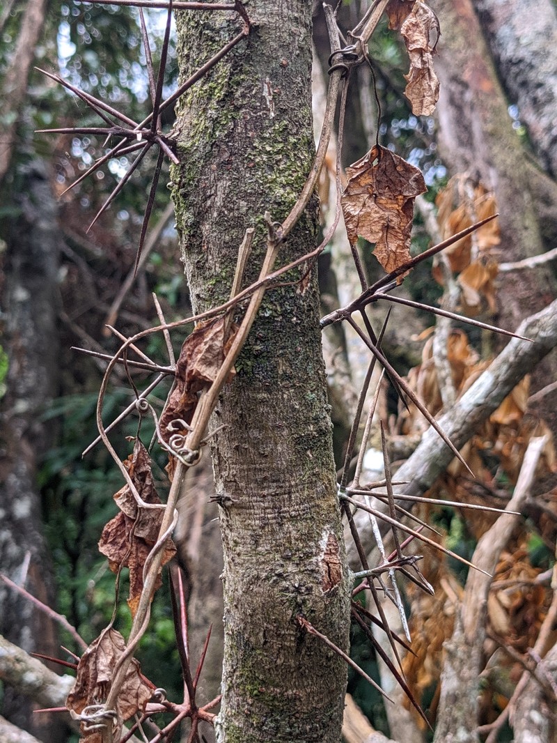 Xylosma chlorantha photo 8