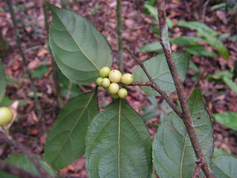 Xylosma ciliatifolia