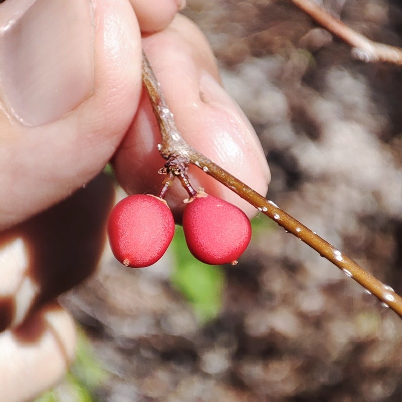 Xylosma ciliatifolia photo 2