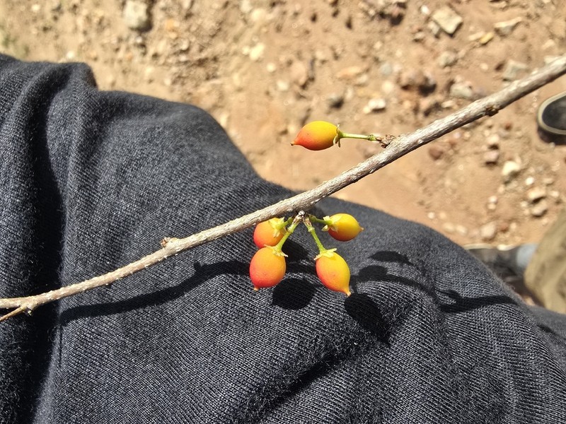 Xylosma ciliatifolia photo 3