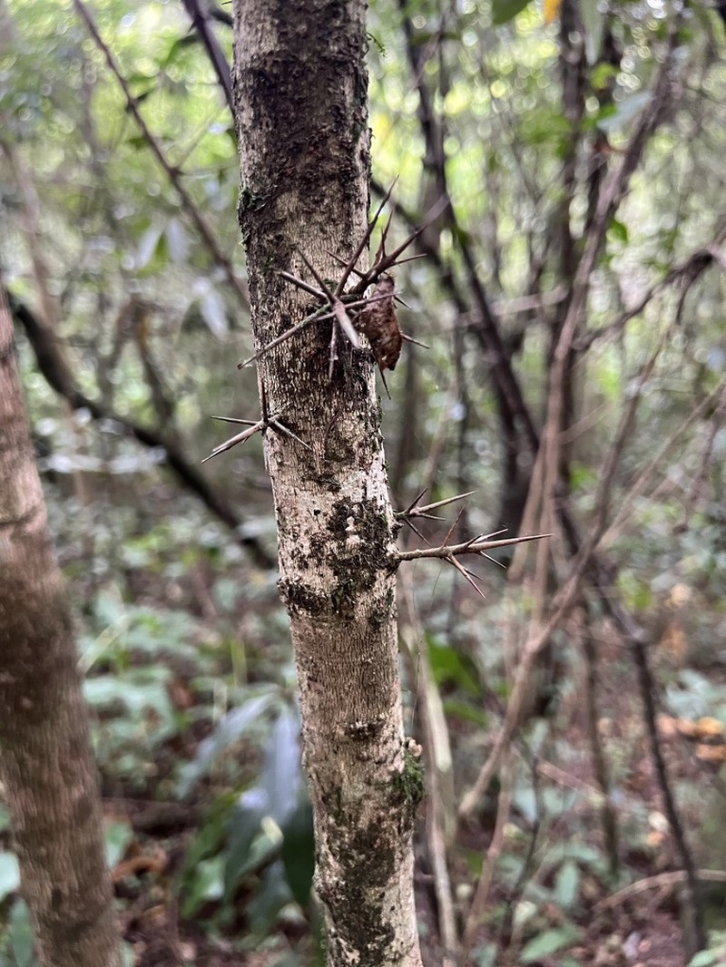 Xylosma ciliatifolia photo 4