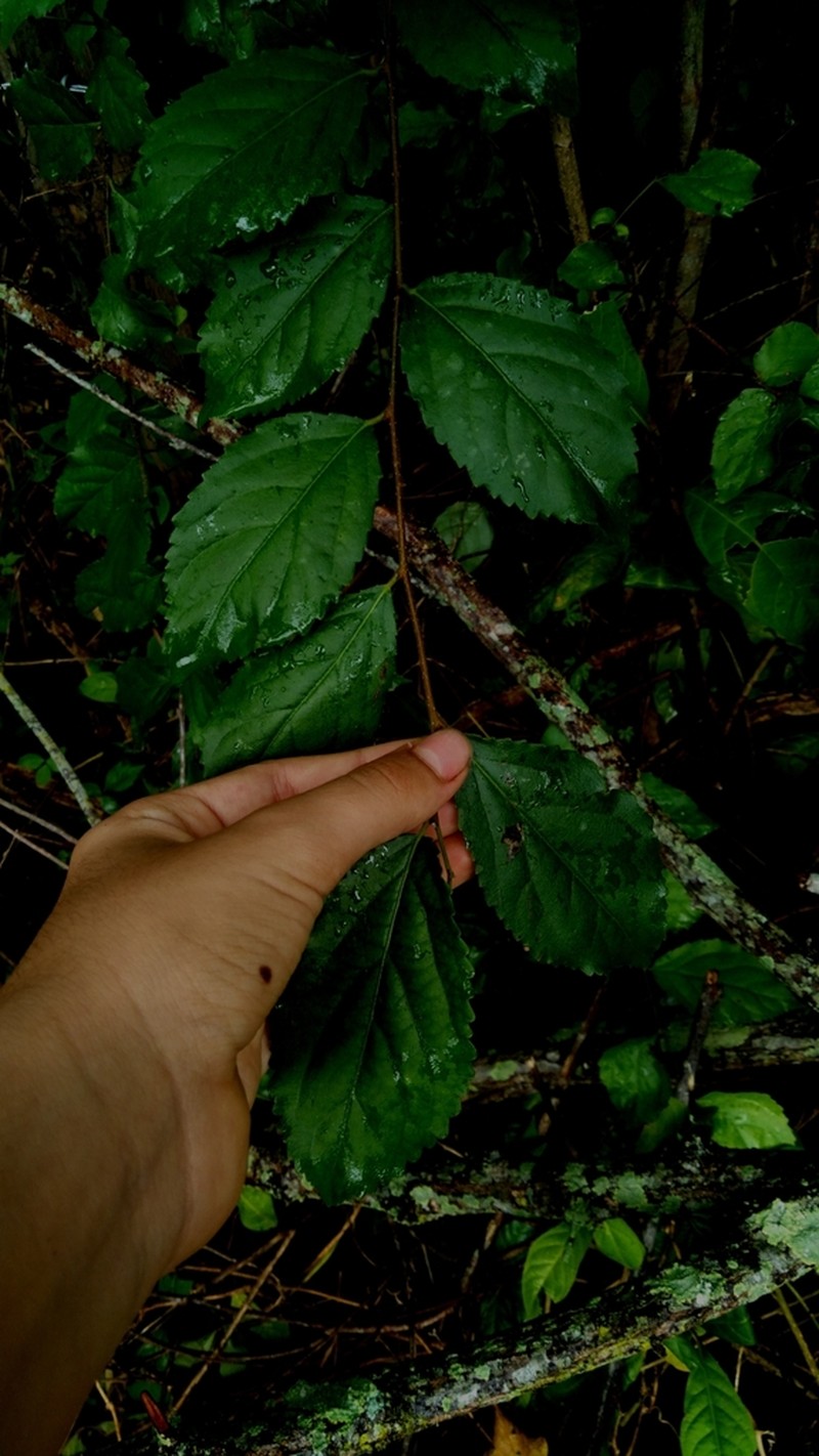 Xylosma ciliatifolia photo 5