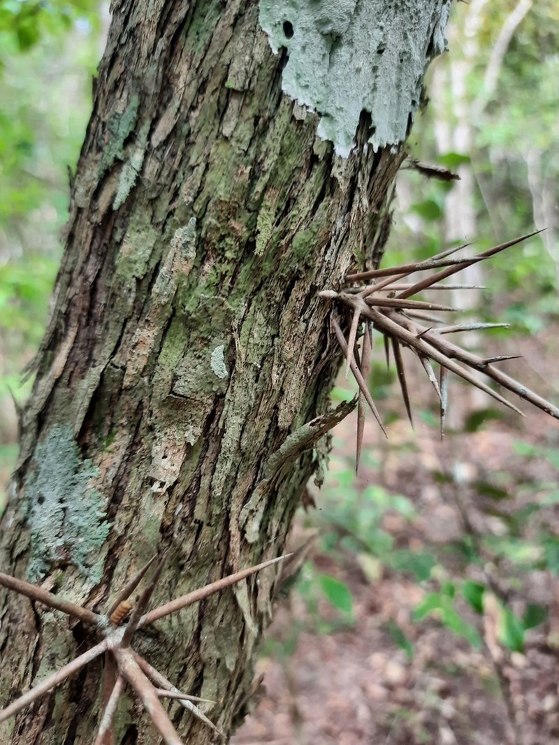 Xylosma ciliatifolia photo 6