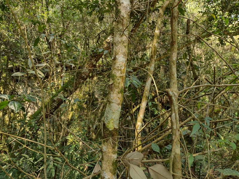 Xylosma ciliatifolia photo 8