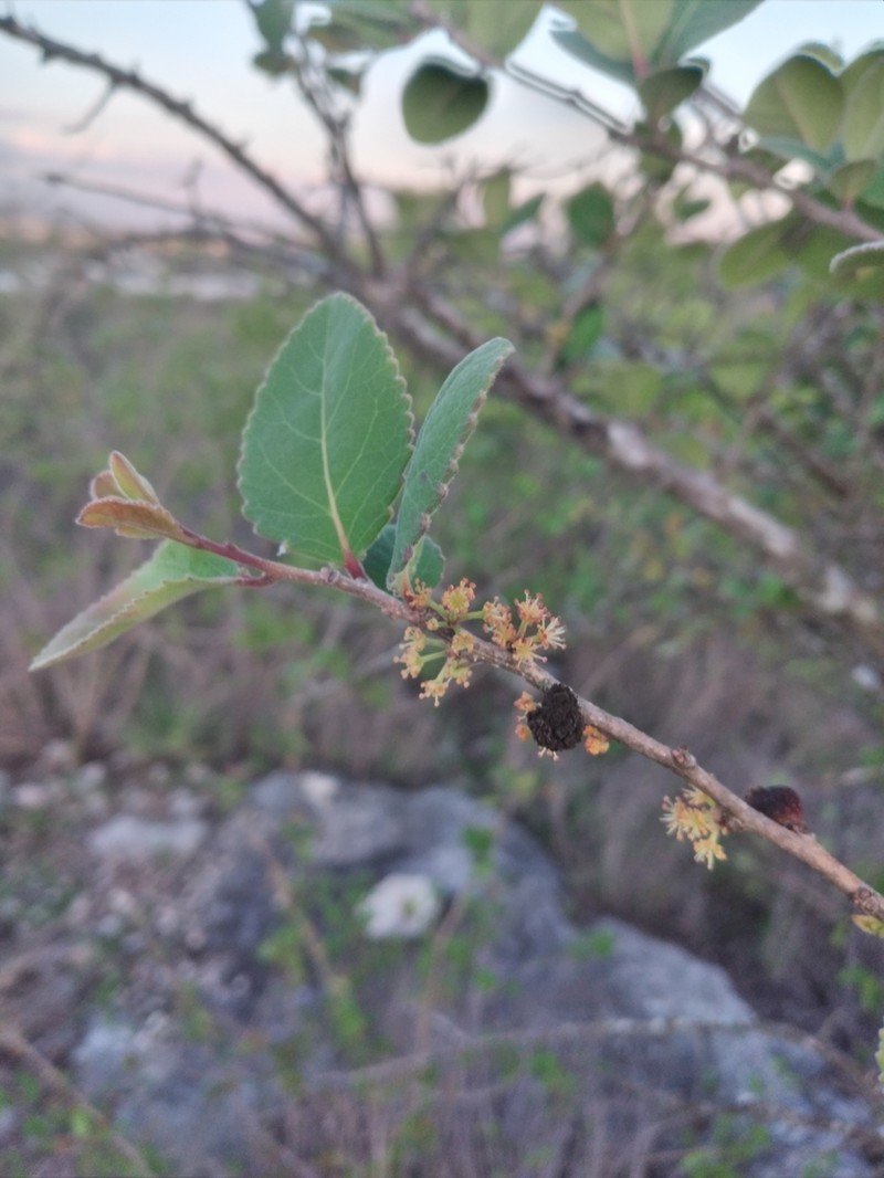 Xylosma cinerea