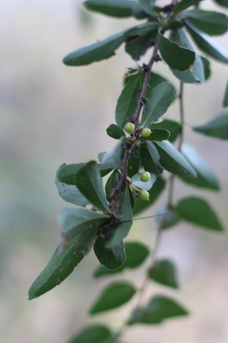 Xylosma cinerea photo 3