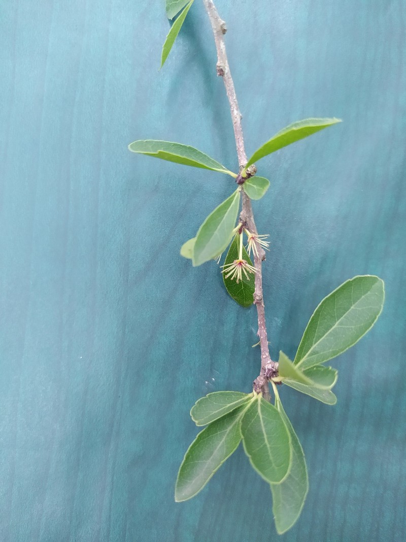 Xylosma cinerea photo 5