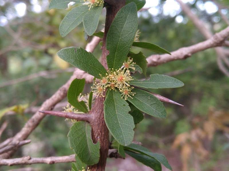 Xylosma cinerea photo 6