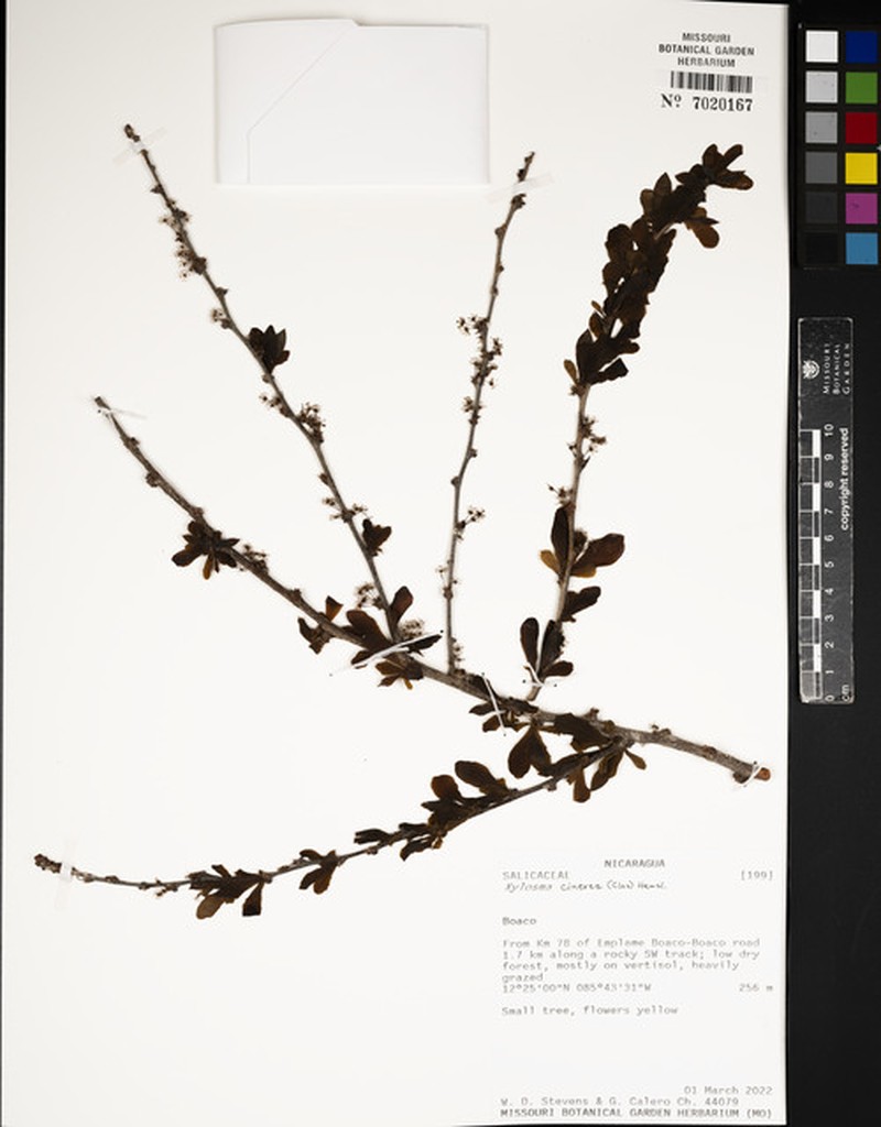 Xylosma cinerea photo 7