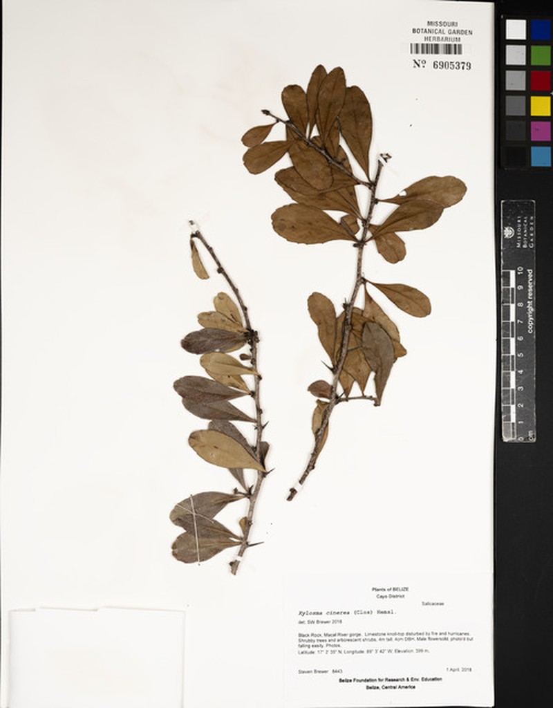 Xylosma cinerea photo 8