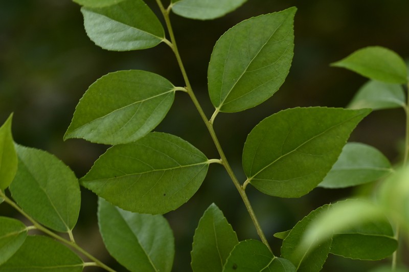 Xylosma congesta