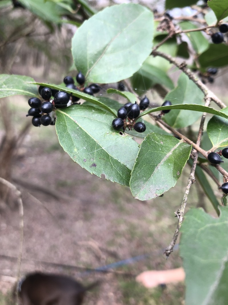 Xylosma congesta photo 2