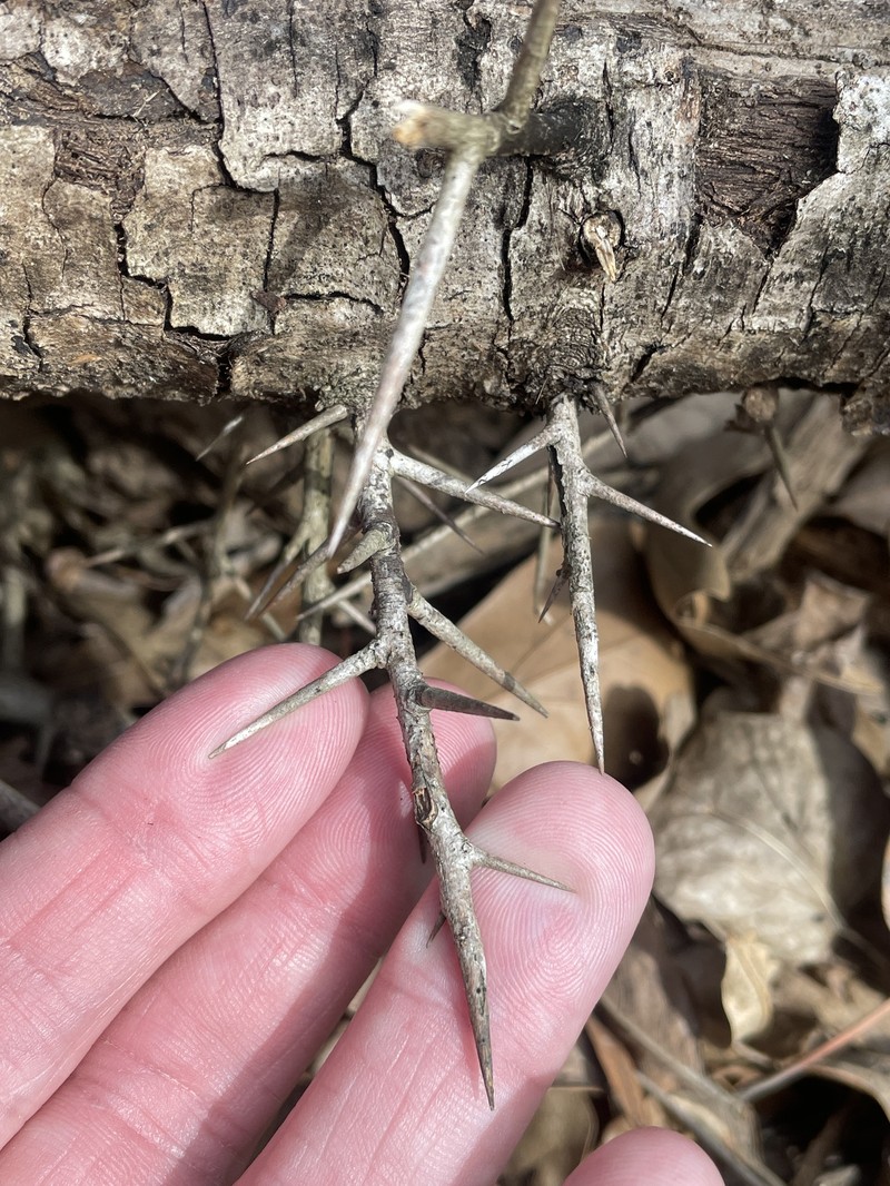 Xylosma congesta photo 3