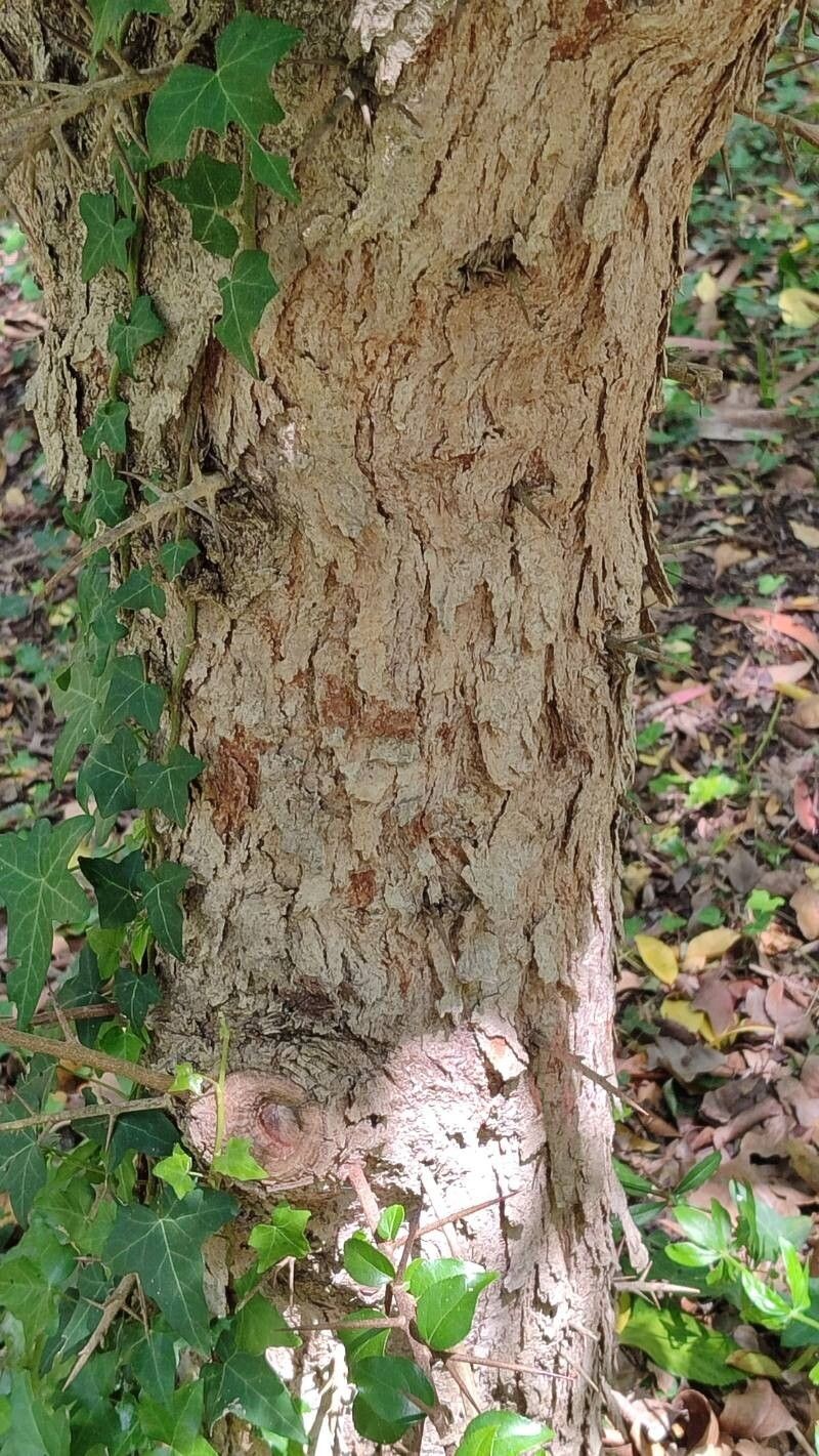 Xylosma congesta photo 4