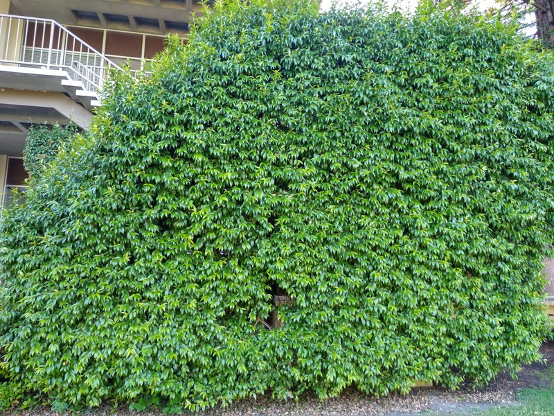 Xylosma congesta photo 6