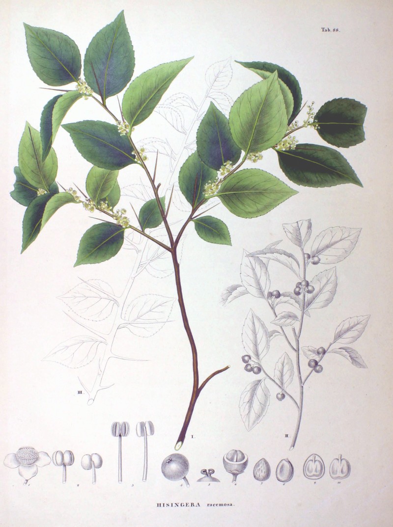 Xylosma congesta photo 7