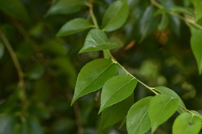 Dense Logwood photo 4