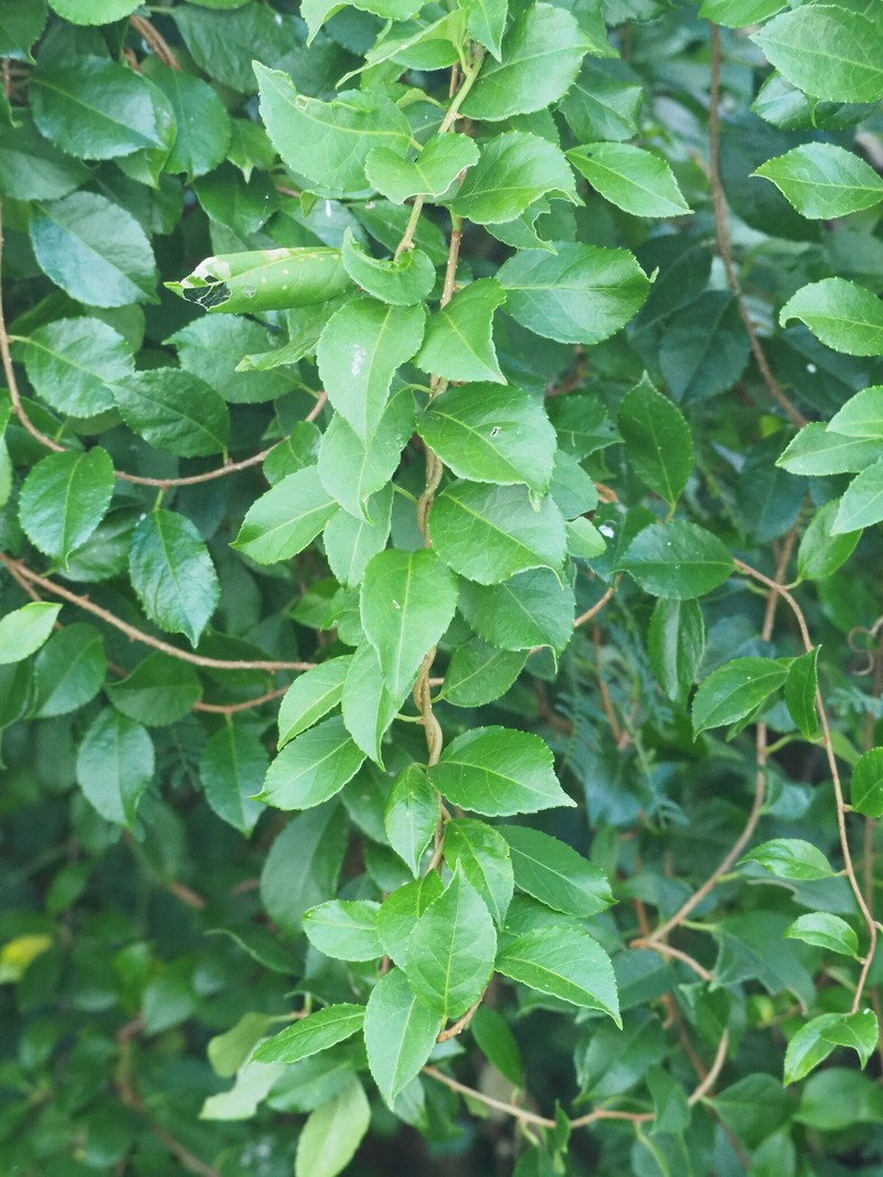 Dense Logwood photo 5