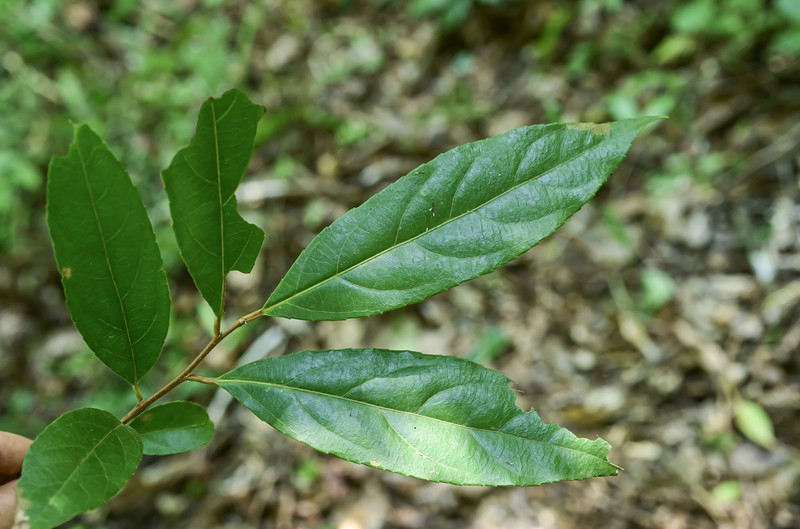 Xylosma controversa