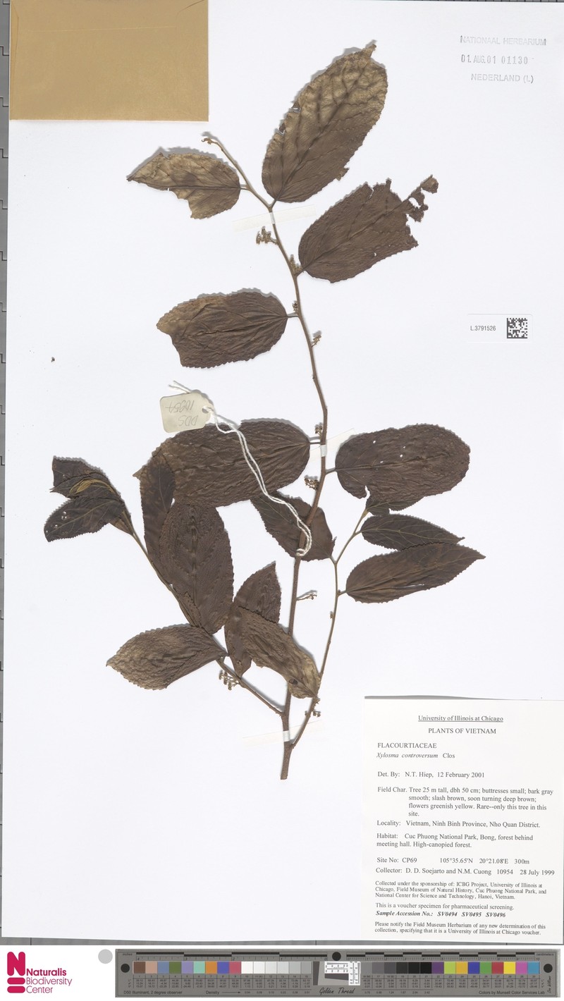 Xylosma controversa photo 2