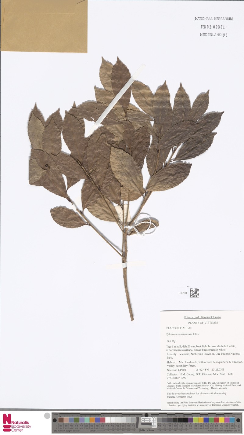 Xylosma controversa photo 3
