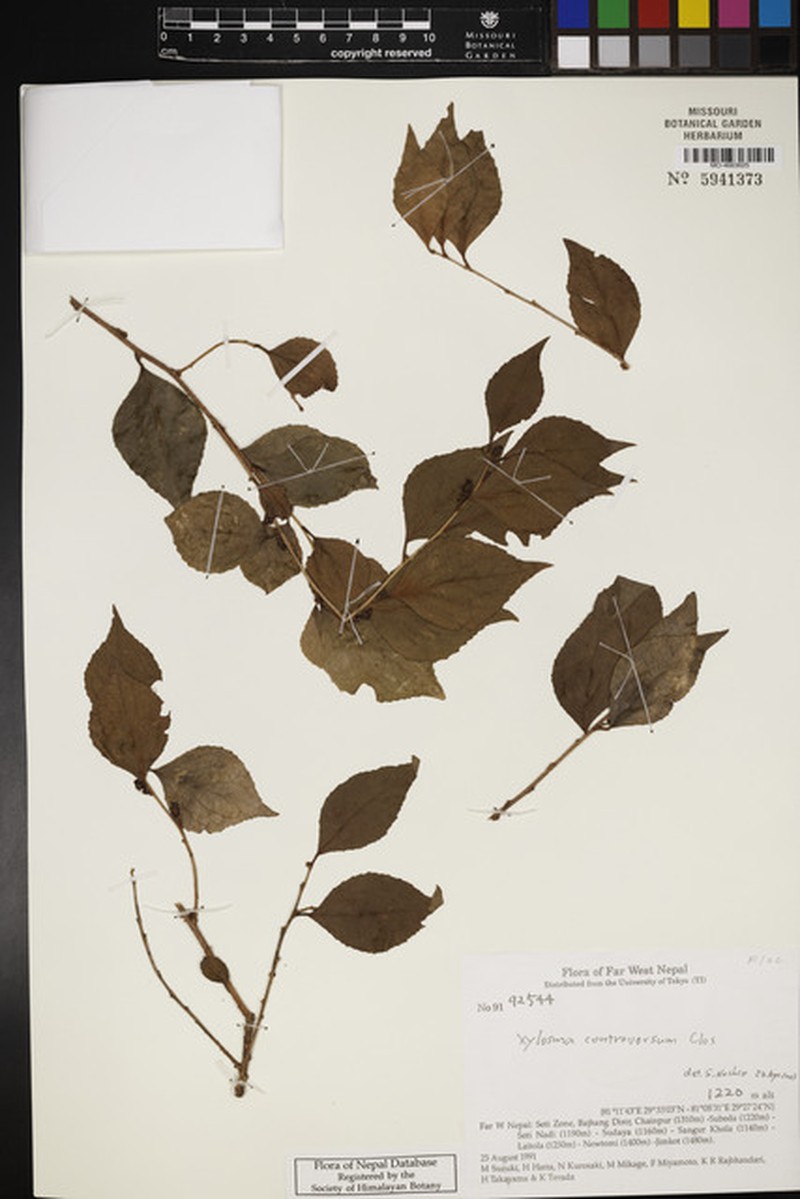 Xylosma controversa photo 4